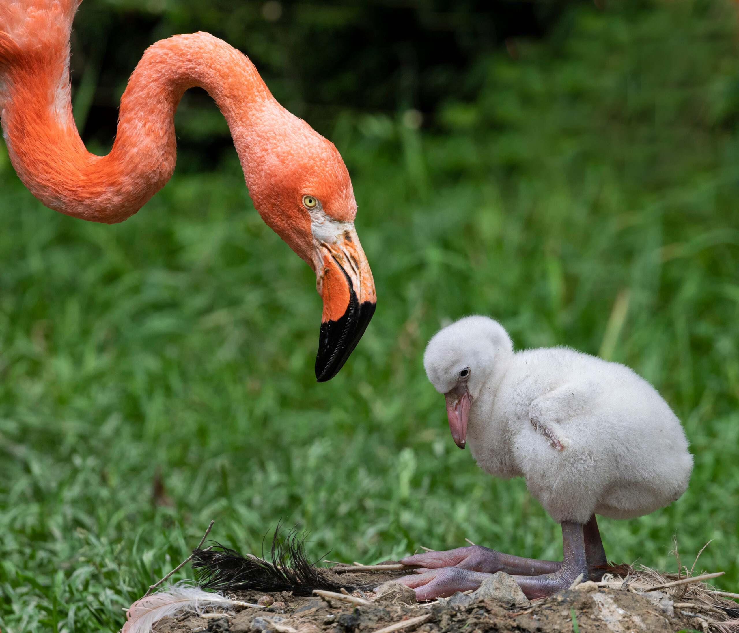 Flamingo Baby